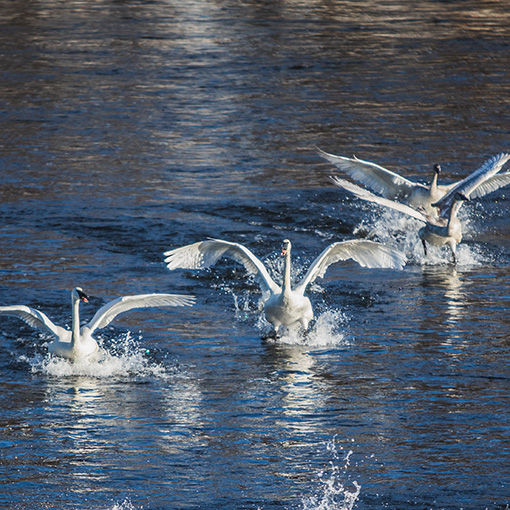 swans flying on lake